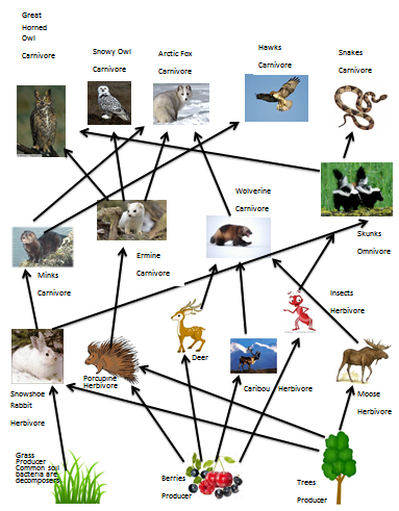 15 Different Types of Animals Found in Taiga Biome - Conserve Energy Future